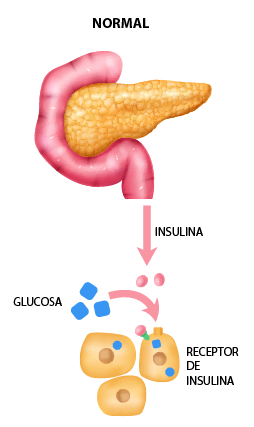 INSULINA insulina